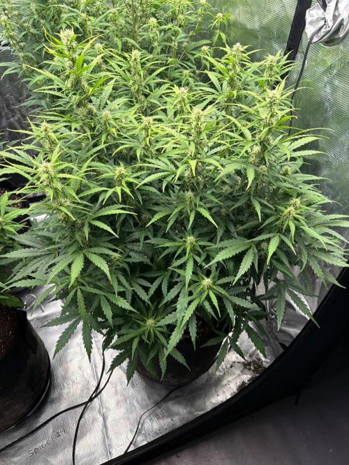 First autogrow. Week 6