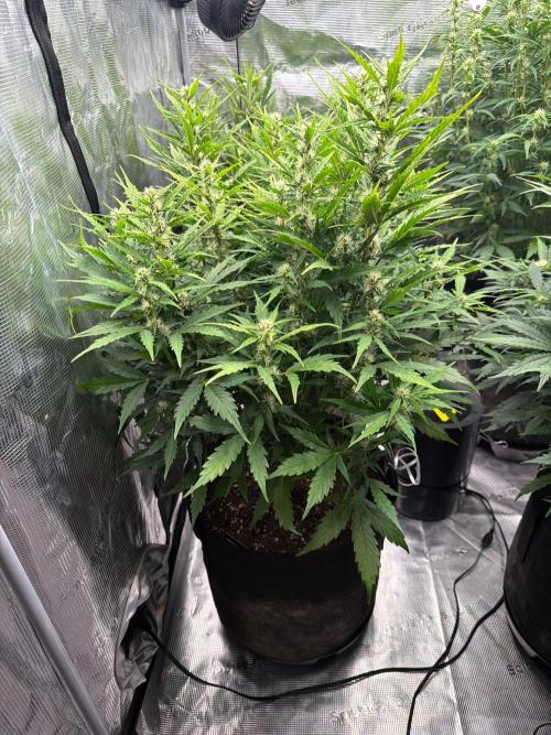 First autogrow. Week 6