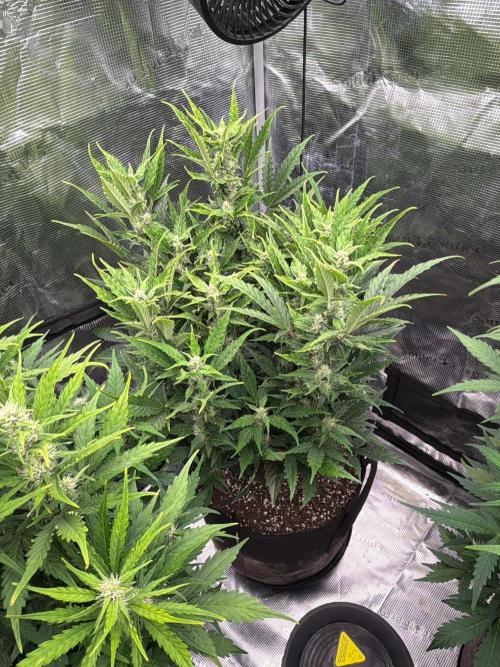 First autogrow. Week 6