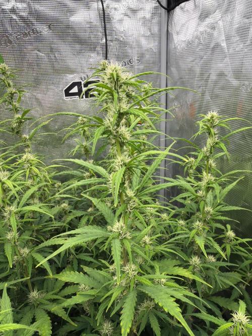 First autogrow. Week 6