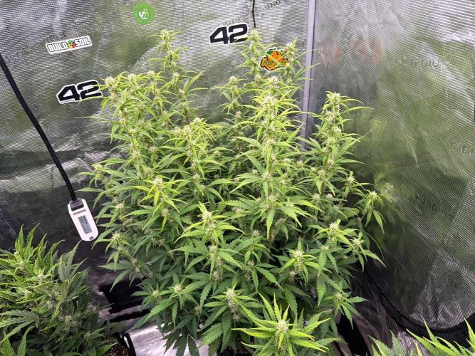 First autogrow. Week 6