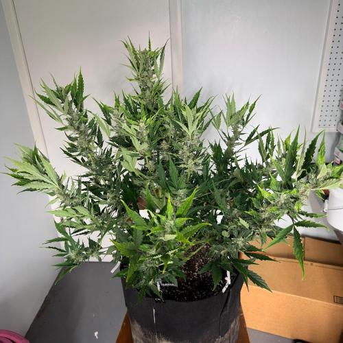First autogrow. Week 7