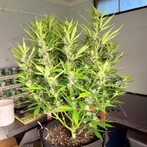 First autogrow. Week 7