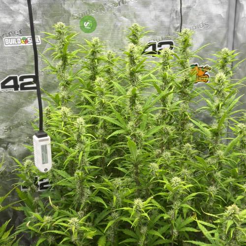 First autogrow. Week 7