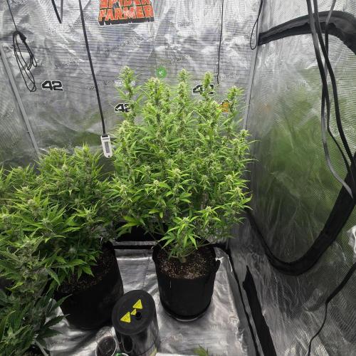 First autogrow. Week 7