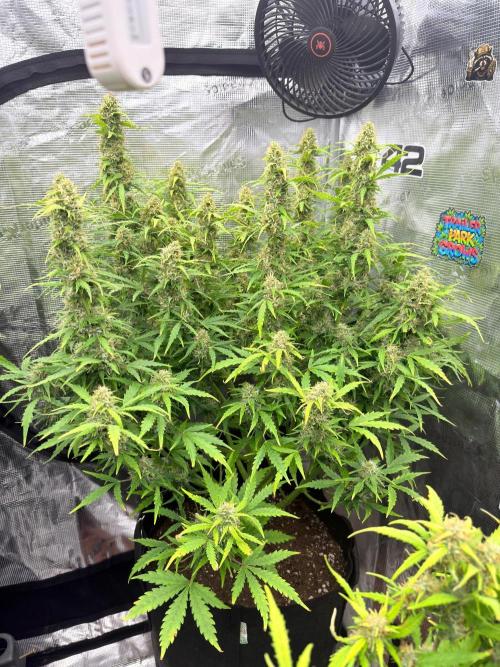 First autogrow. Week 8