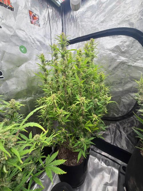 First autogrow. Week 8