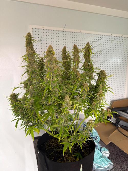 First autogrow. Week 9