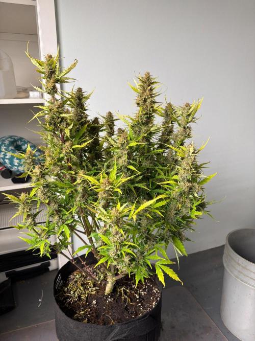 First autogrow. Week 9