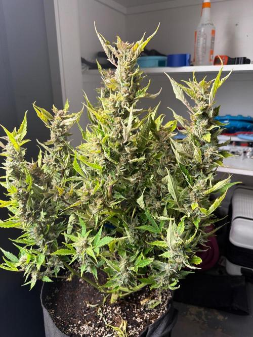 First autogrow. Week 9
