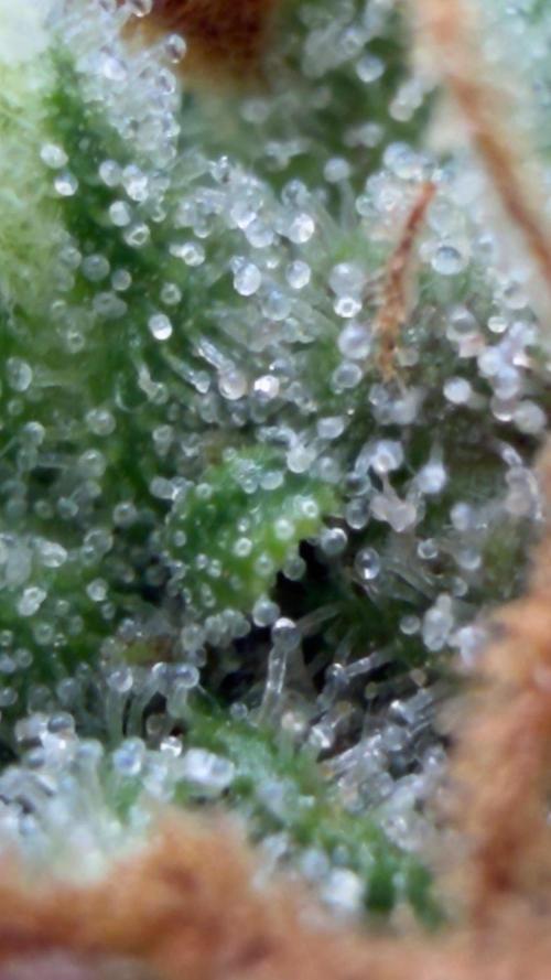 First autogrow. Week 9