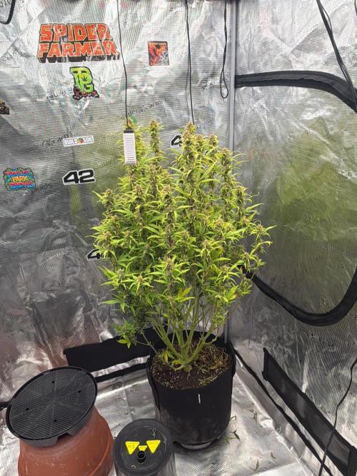 First autogrow. Week 9