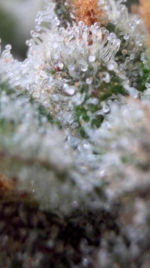 First autogrow. Week 9