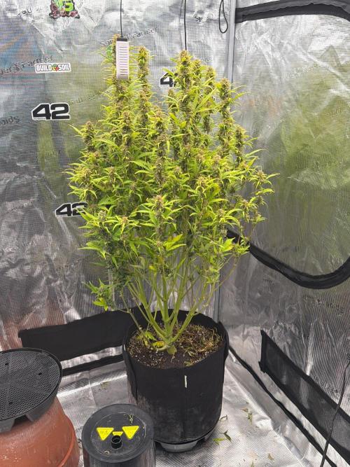 First autogrow. Week 9