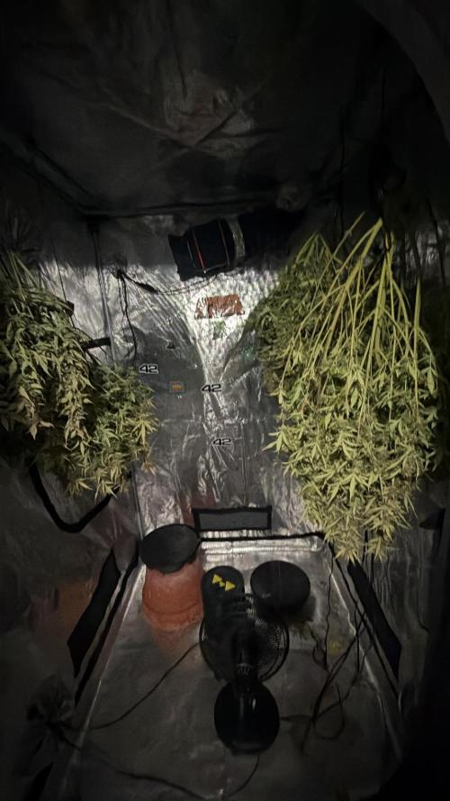 First autogrow. Week 10