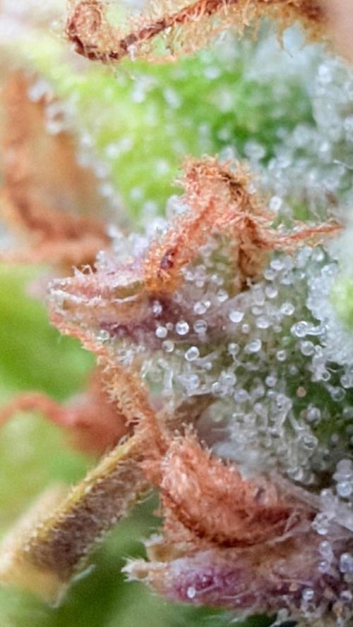 First autogrow. Week 10