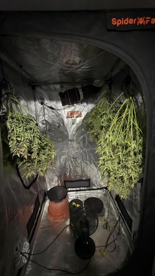 First autogrow. Week 10