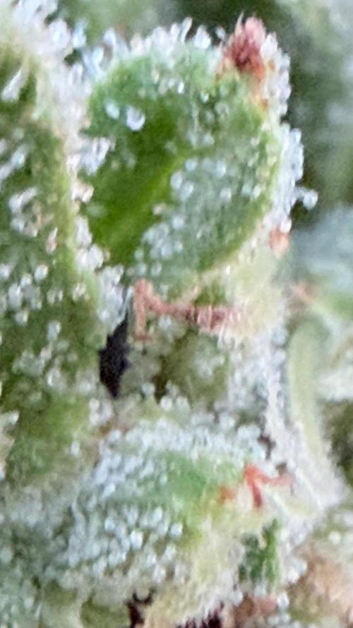 First autogrow. Week 10