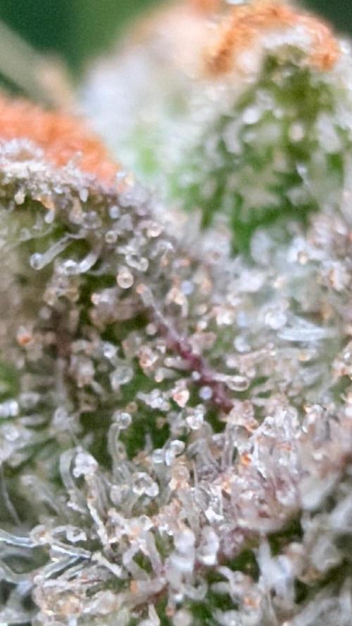 First autogrow. Week 10