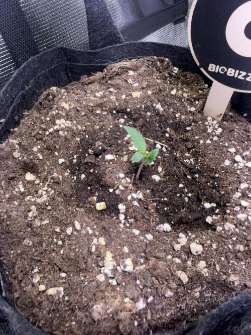 Strawberry Banana Auto. Week 1