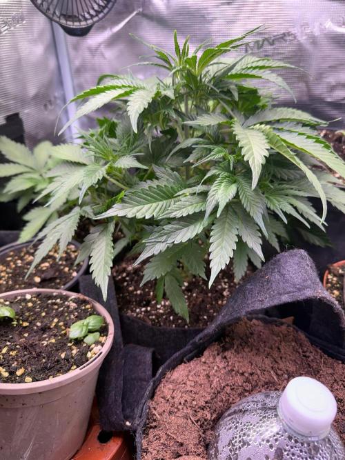 Strawberry banana Auto. Week 5