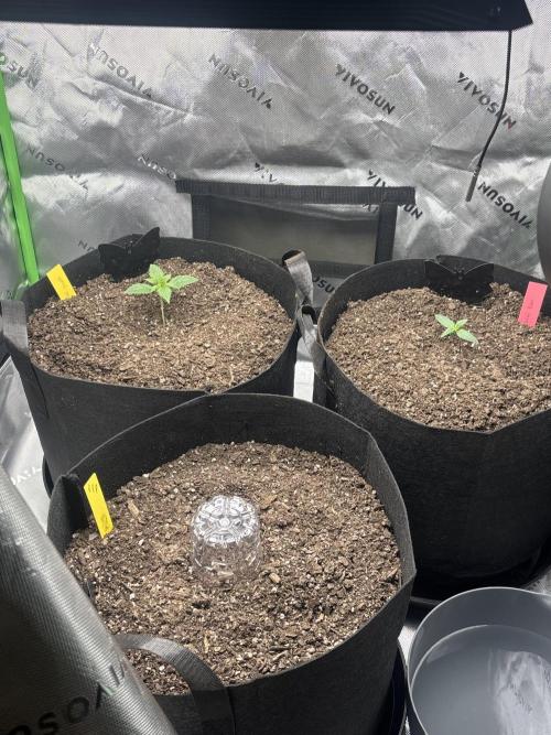 Grow Tent S326 36"x20"x63". Week 0