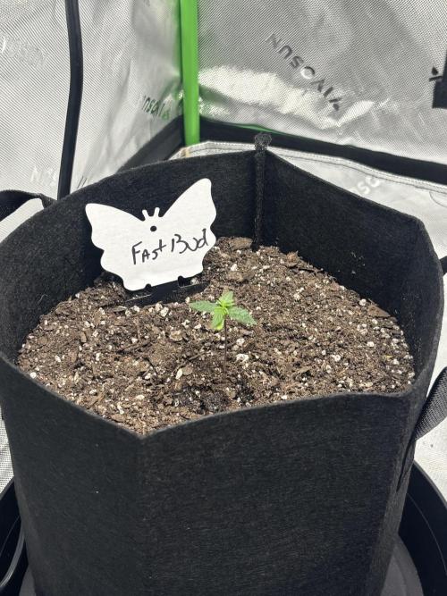 Grow 2. Week 0