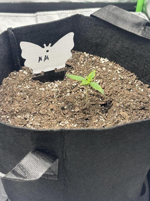 Grow 2. Week 0