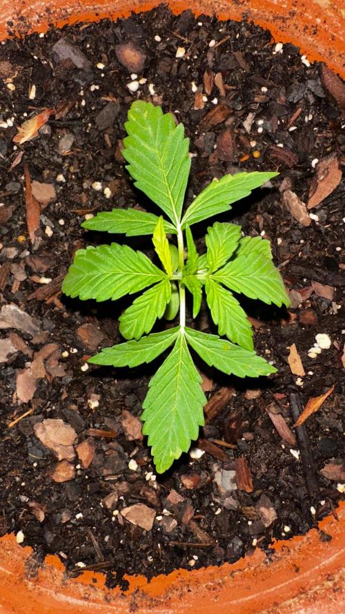Pineapple Express Auto. Week 3
