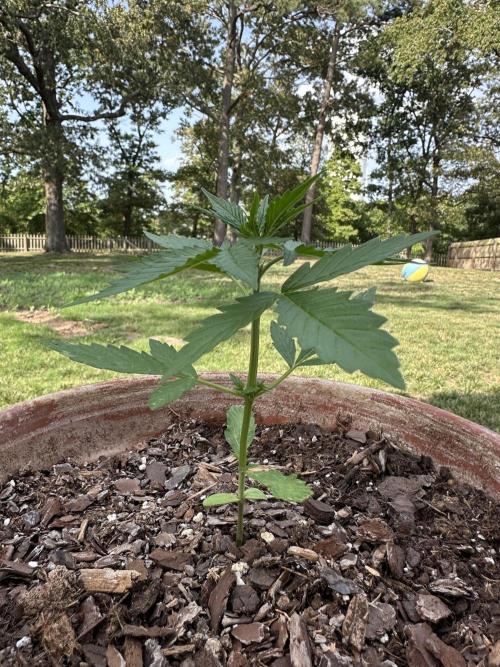 Pineapple Express Auto. Week 4
