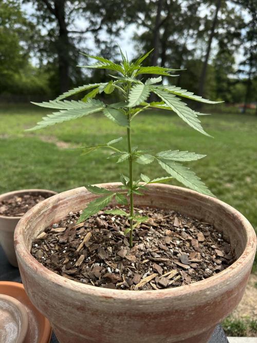 Pineapple Express Auto. Week 5
