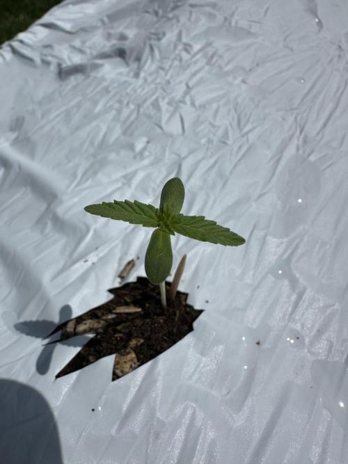 EarthBox BuildASoil 3.0 Outdoors. Week 2