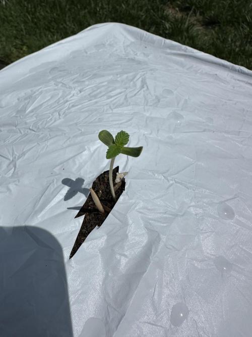 EarthBox BuildASoil 3.0 Outdoors. Week 2