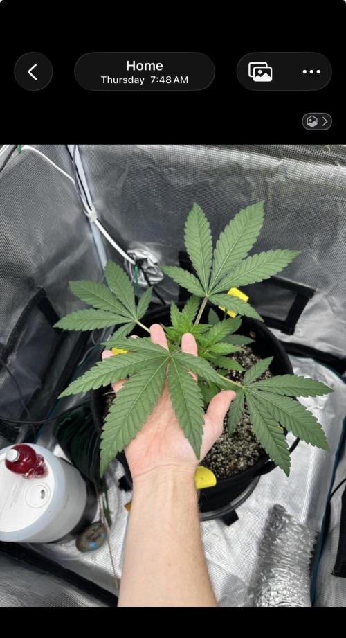 Grape Balls of Fire. Week 4