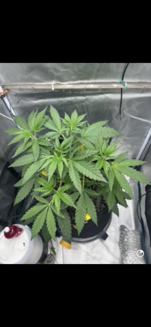 Grape Balls of Fire. Week 6