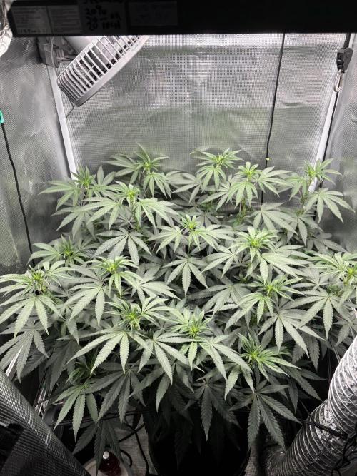 Grape balls. Week 8