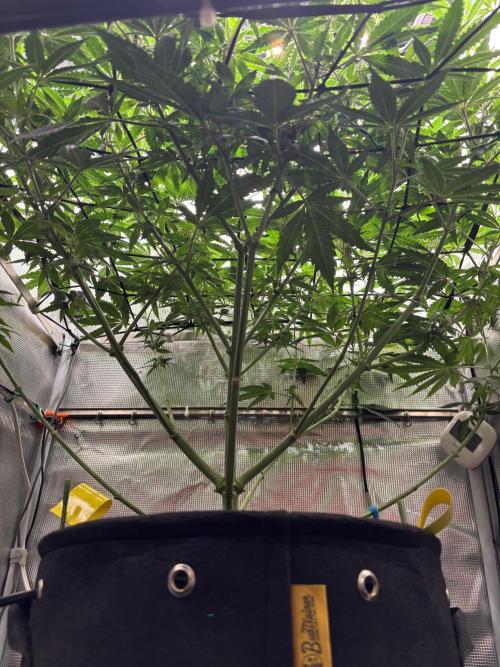 Grape balls. Week 8 - Under shot 