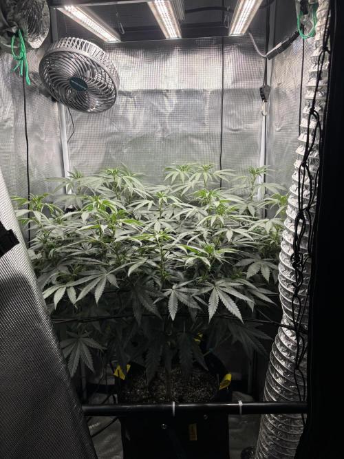Grape balls. Week 8