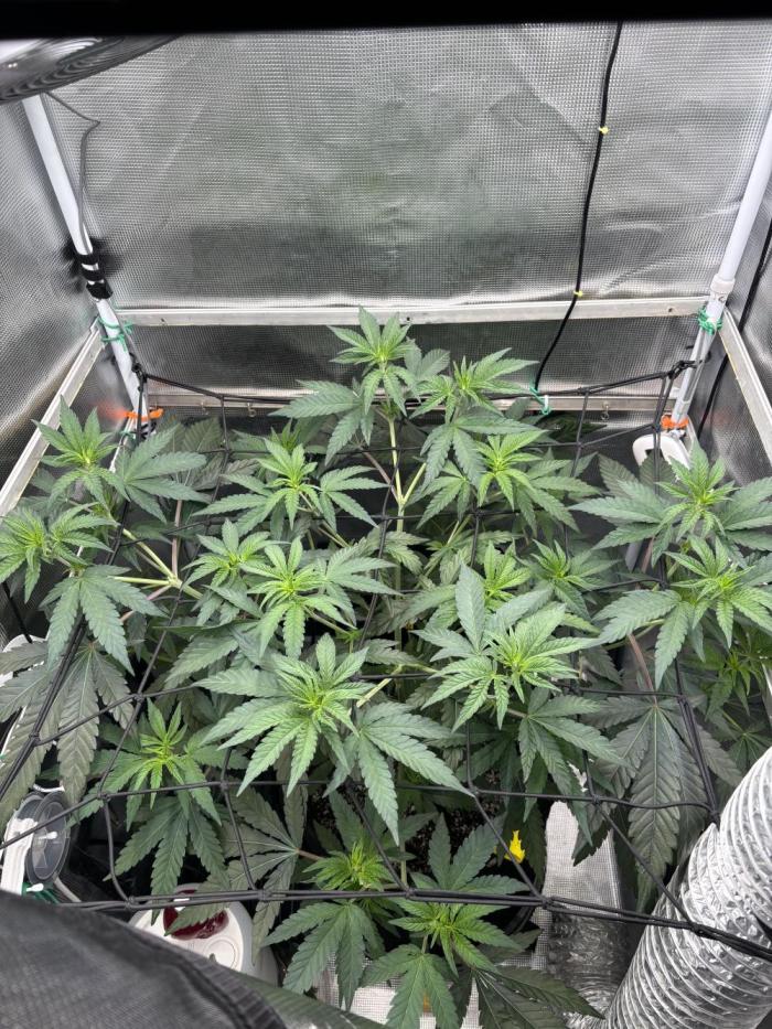 Grape balls. Week 6