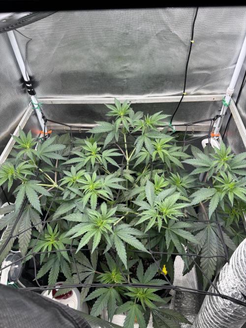 Grape Balls of Fire. Week 6