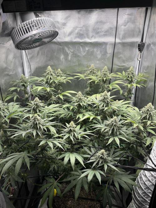 Grape balls. Week 5