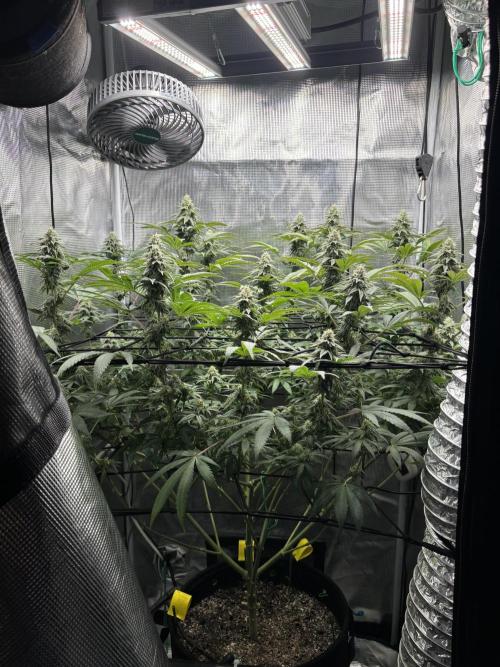 Grape balls. Week 5