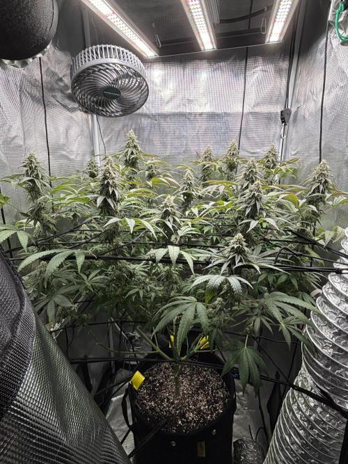 Grape balls. Week 7