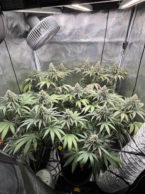 Grape balls. Week 7
