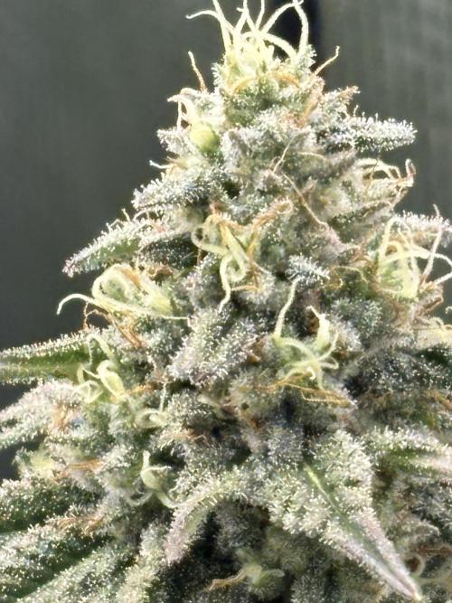 Grape balls. Week 7
