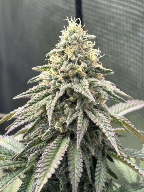 Grape balls. Week 7