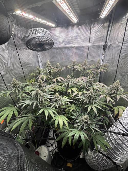 Grape balls. Week 7
