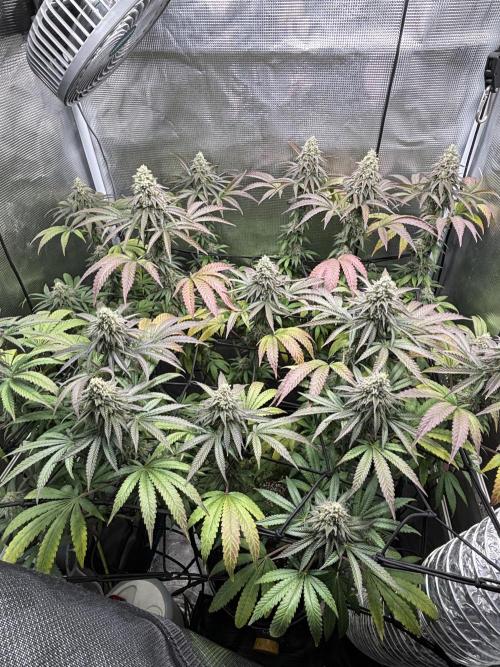 Grape balls. Week 9