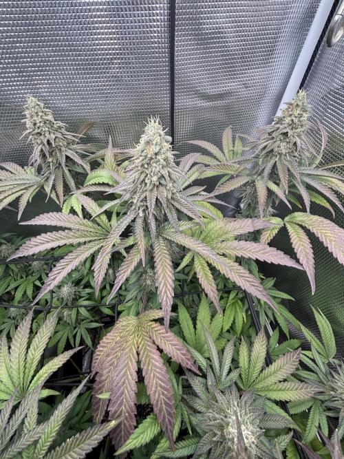 Grape balls. Week 9