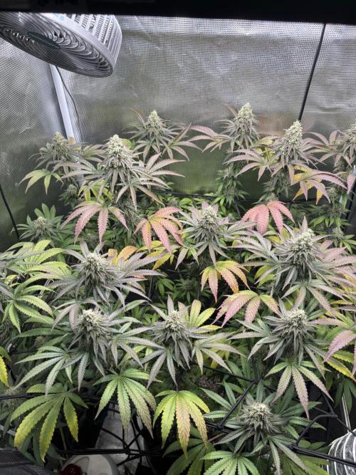 Grape balls. Week 9